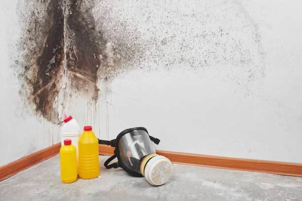 Best Toxic Mold Removal  in Plymouth, IN