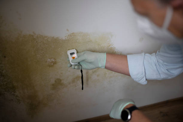 Best Emergency Mold Removal  in Plymouth, IN
