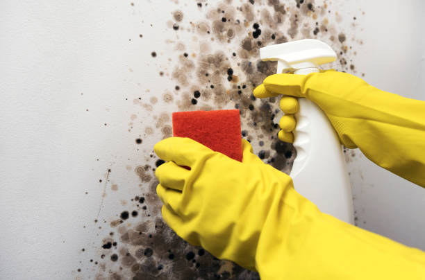 Best Commercial Mold Removal  in Plymouth, IN