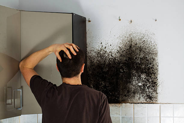 Best Mold Remediation  in Plymouth, IN